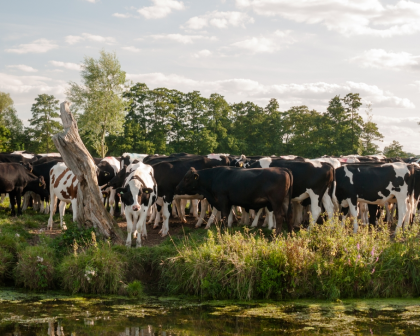 Eating grass-fed cattle isn't necessarily good for the environment. 